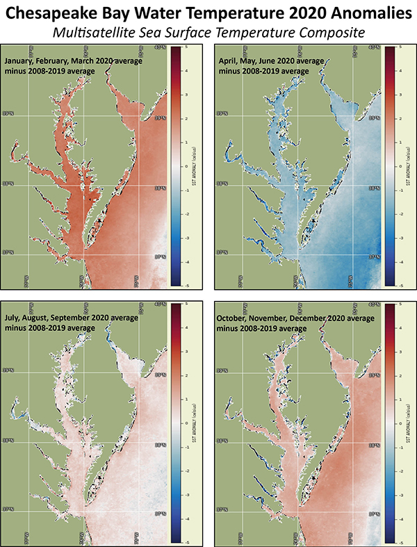 four panels with satellite anomalies from average for 2020 water temp in the Chesapeake Bay